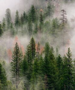 Fototapeta Závan mlhy