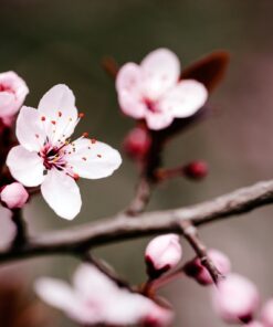 Fototapeta Blossoming Cherry 2