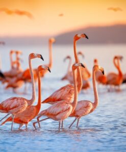 Fototapeta Ptáci na slunci