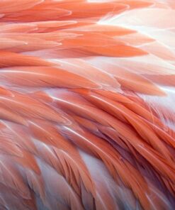Fototapeta Roses Feathers