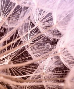 Fototapeta Fan of Nature