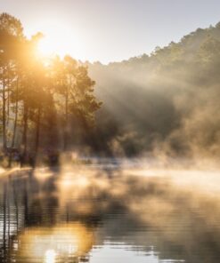 Fototapeta Pine Forest