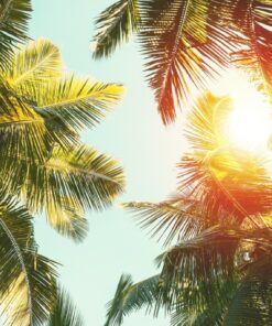 Fototapeta Palmy na obloze