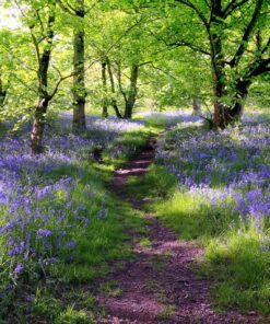 Fototapeta Modrý les 2