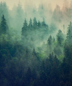 Fototapeta Misty Landscape 3