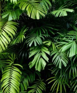 Fototapeta Green of the Tropics 2