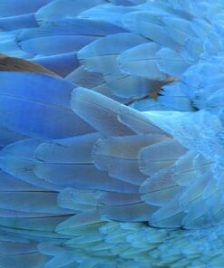 Fototapeta Modré peří 8