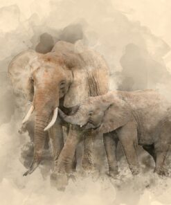 Fototapeta Fuzzy Elephants