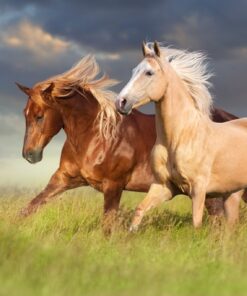 Fototapeta Horses in the Run 2