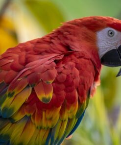 Fototapeta Ara Macao