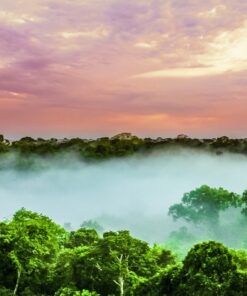 Fototapeta Nad lesem
