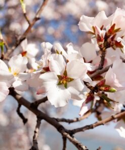 Fototapeta Mandlový květ