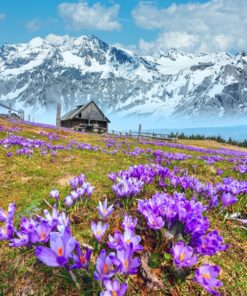 Fototapeta Horské krokusy