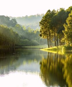 Fototapeta Pine lake