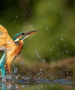 Fototapeta Vodní pták