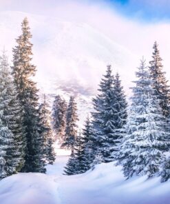 Fototapeta Zasněžené vánoční stromky