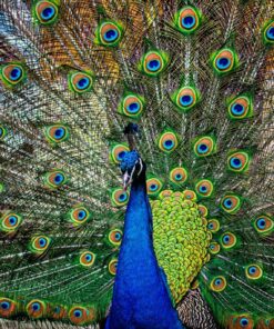 Fototapeta Paví krása