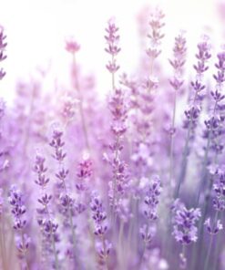 Fototapeta Kvetoucí levandule