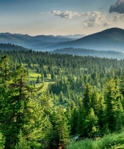 Fototapeta Sibiřská zelená