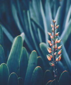 Fototapeta Květina a modrá