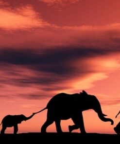 Fototapeta Sloní rodina 2