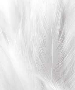 Fototapeta Lehkost peří