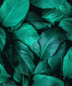 Fototapeta Green Leaf Sea