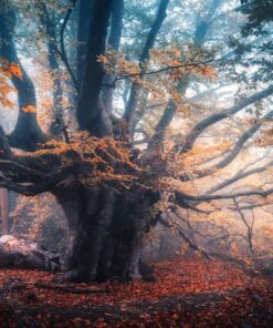 Fototapeta Kouzelný strom