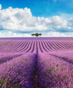 Fototapeta Lavender Field 2