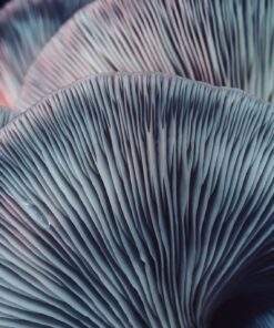 Fototapeta Lamella Mushrooms