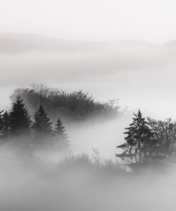 Fototapeta Misty Bushes