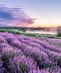 Fototapeta Lavender Country