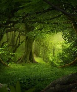 Fototapeta Zielony Las