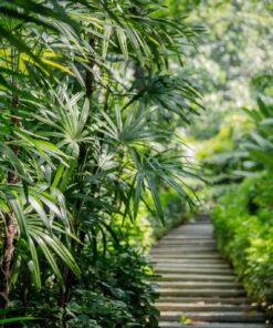 Fototapeta Cesta mezi palmami