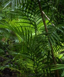 Fototapeta Plná zeleně