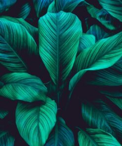 Fototapeta Velké listy