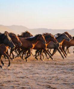 Fototapeta Koně v poušti 2