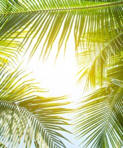 Fototapeta Světlo mezi palmami