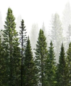 Fototapeta Vysoké stromy