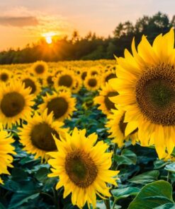 Fototapeta Slunečnicová pole