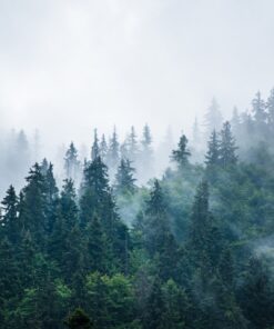 Fototapeta Mlha z hor