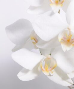 Fototapeta bílá orchidej