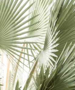 Samolepka na stěnu Leaf fans