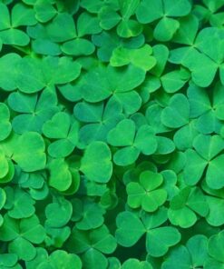 Fototapeta Green Clover