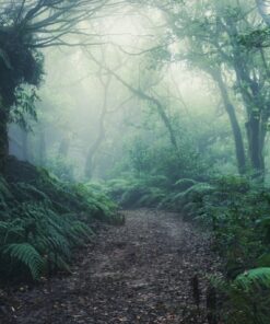 Fototapeta Cesta V Mlze
