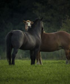Fototapeta Koně na louce