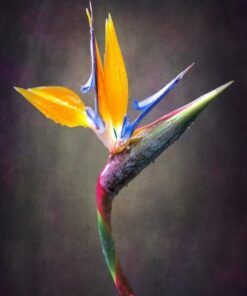 Fototapeta Kvetoucí Květina