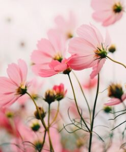 Nálepka na zeď růžové květy 7