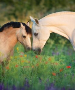 Fototapeta Klisna a hříbě