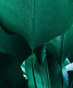 Fototapeta Výkonné listy